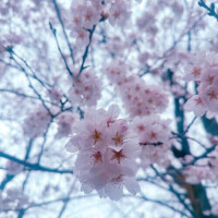 花時雨👀
