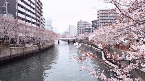 BADさん裏のほう🌸😊
