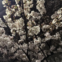 お裾分け🌸