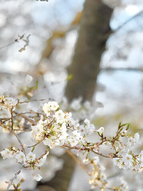 完売感謝です🩷🌸✨️