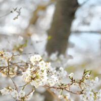 完売感謝です🩷🌸✨️