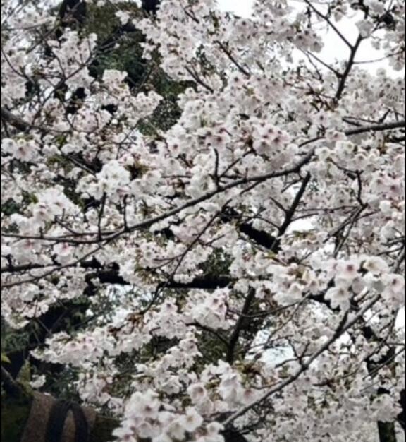 桜 満開
