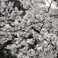 桜 満開