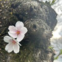 まつり