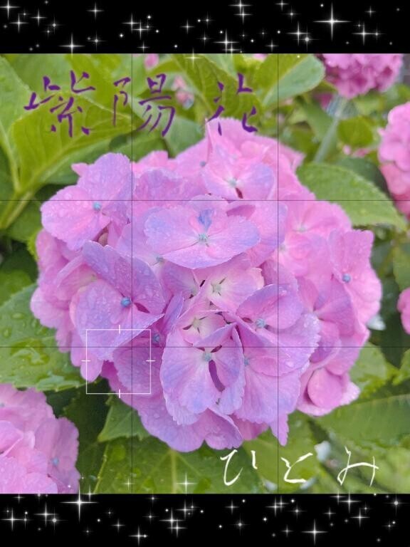 ＊紫陽花の季節＊