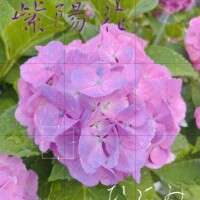 ＊紫陽花の季節＊