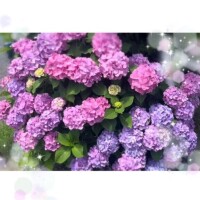 好き嫌い
