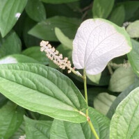 さき