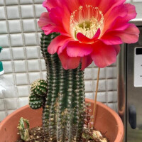 ご無沙汰です🌺