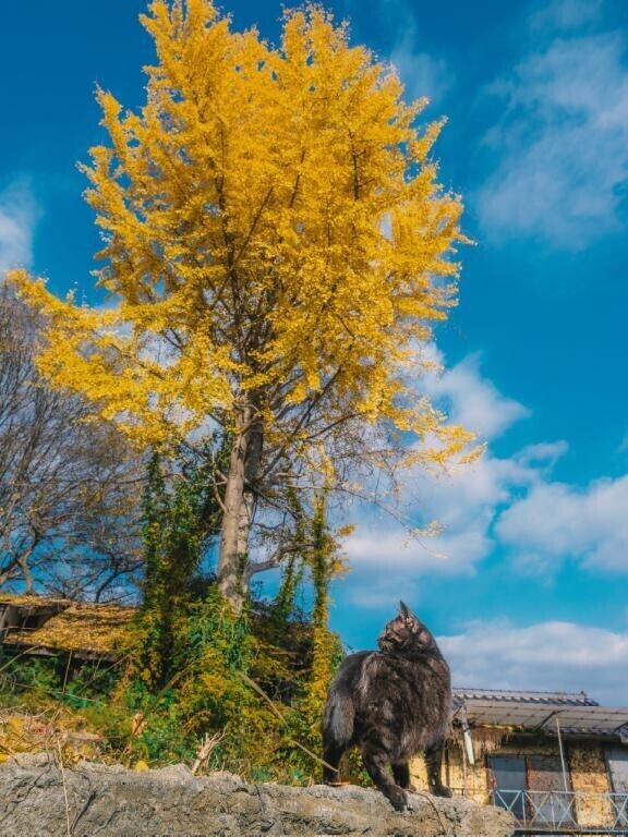 好きな天気は？