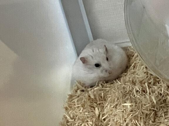 【11/10～11/15の業務日誌】