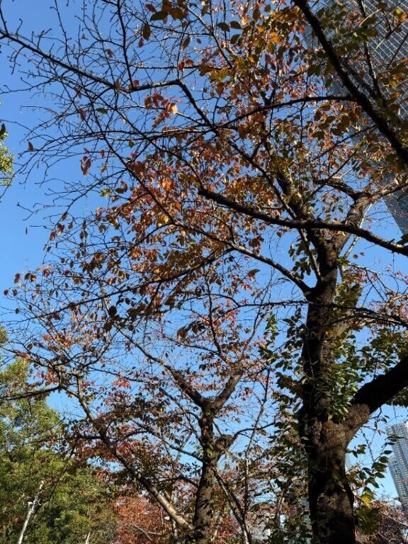 ごめんなさい??