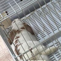 大寒っていつですか？