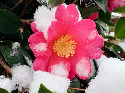 雪化粧してたお花