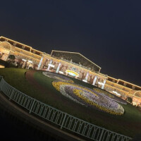 向日葵(ひまわり)