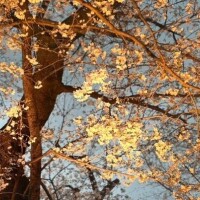 [お題]from:二択だよ♪さん