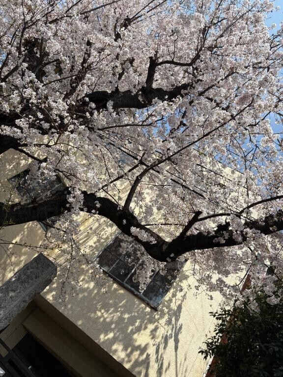 今日から新年度はじまり