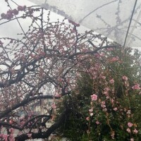 申し訳ありません(；；)