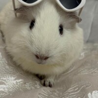 あん