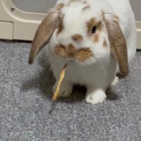 【5月のお礼と6月のスケジュール】