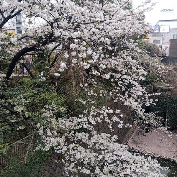 見納め★