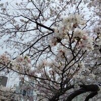 さゆ