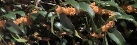 キンモクセイが咲いて嬉しい