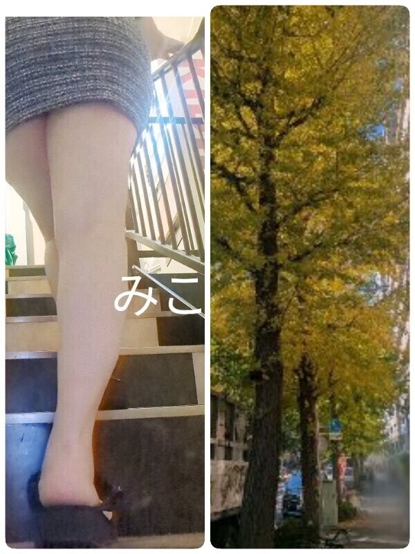 黄葉が色づいてきた