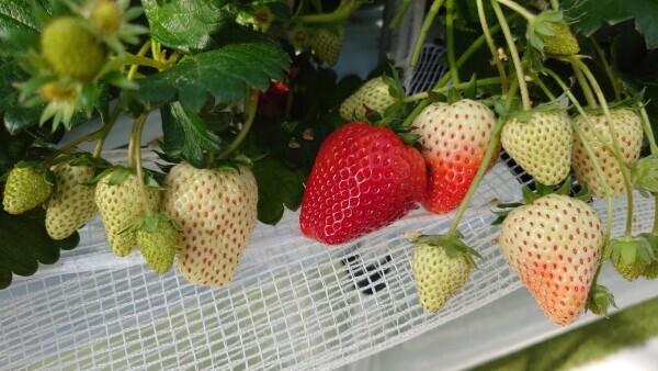 最高でした🍓