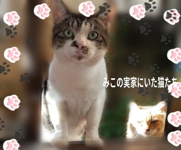 猫の日ですねฅ^•ω•^ฅ＆３月予定
