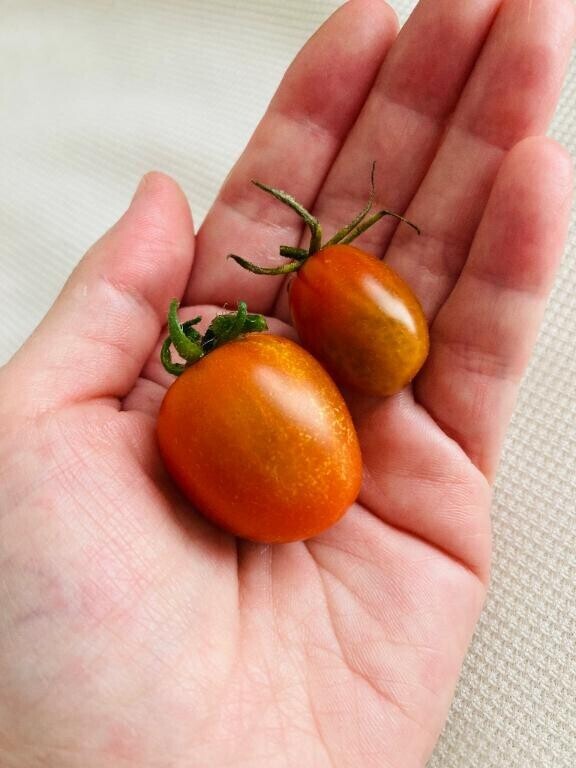 実ったよ☆
