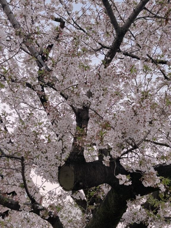 おさんぽ