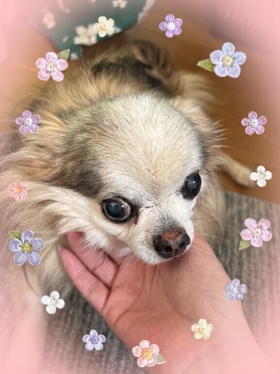 毛刈り