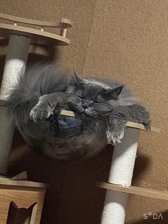 ぐでぇー