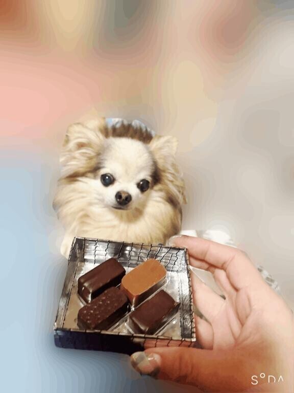 超高級なチョコレート