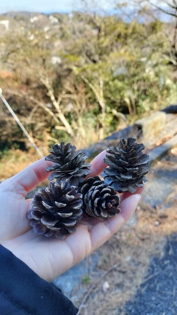 あけましておめでとうございます