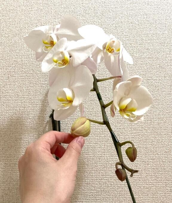 いつも、いつも