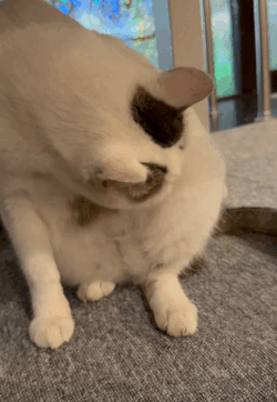 ペロペロ
