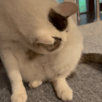 ペロペロ