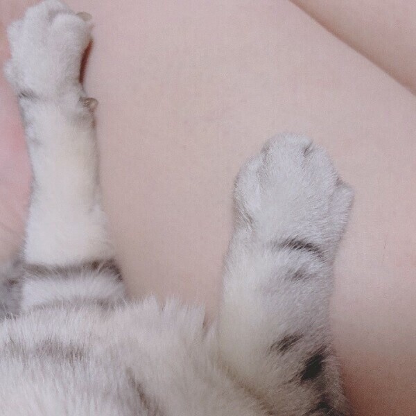 久々の登場🐈