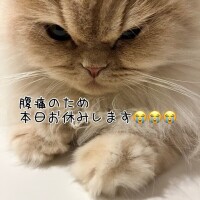 本日お休みします(；ω；)