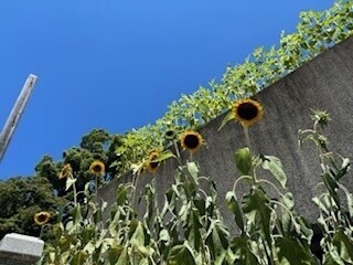 おは