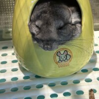 くらら