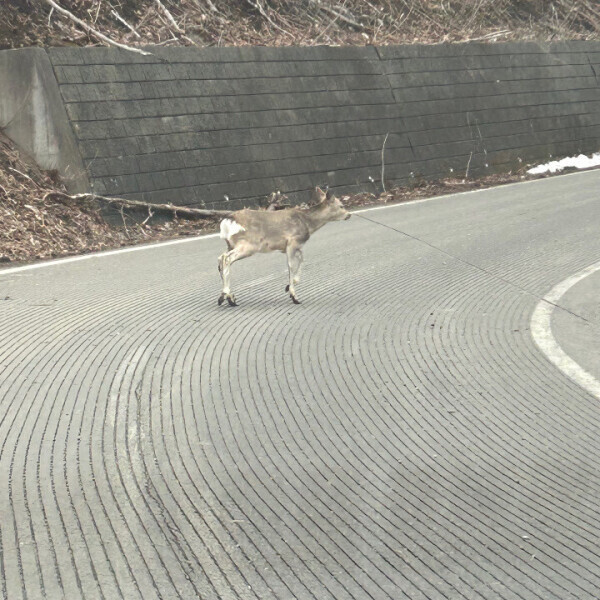 予約メッセージ待ち