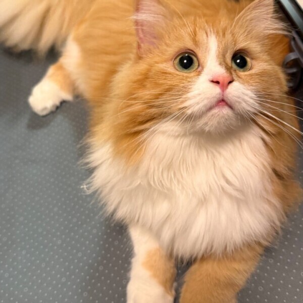 13時半〜のみ！早い者勝ち！