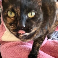 中華街行きたかったにゃ🐱