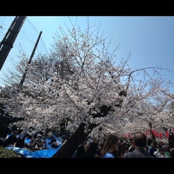 桜綺麗だった~(៸៸>⩊<៸｀)