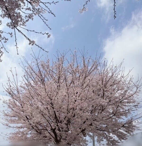 🌸ぷらいべーと🌸