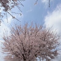 🌸ぷらいべーと🌸