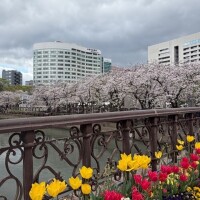 桜の花びら散る度に。